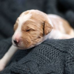 Goldendoodle Puppies from Moore Mini Goldendoodles to Love