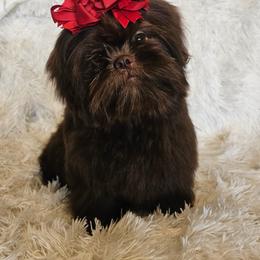 NOBLE - Shih Tzu