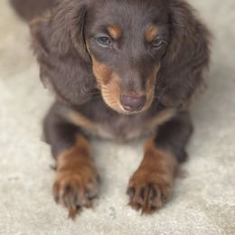 Georgie - Chocolate and tan female Dachshund puppy in Call, Texas from Dachshund D’Amore
