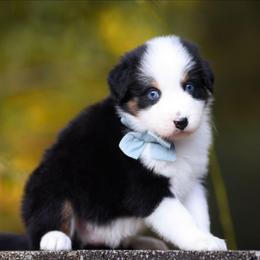 Gretchen - Black tri-color female Australian Shepherd puppy in Georgetown, Texas from River Reign Australian Shepherds