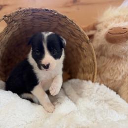 Maeve - Black and white female Border Collie puppy in Owenton, Kentucky from Three16 Ranch
