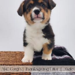 Biscuit - Black and tan male Pembroke Welsh Corgi puppy in Pine Village, Indiana from NL Horsemanship