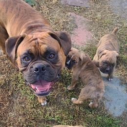 Boxers from Boxer Bliss