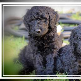 Poodles from Ashryver Standard Poodles