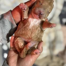 Howie - Brown male Bernedoodle puppy in Gainesville, Florida from Alyssa Xxweetdoodles