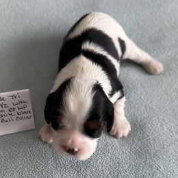 Girl 1 - Tri-color female Cavalier King Charles Spaniel puppy in Clintonville, Wisconsin from Whispering Meadows Performances Horses and Cavalier King Charles Spaniels