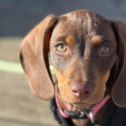 Dachshunds from LongDogs Bakersfield