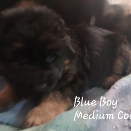 German Shepherd Puppies from Minerd Ranch