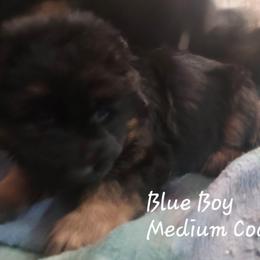 German Shepherd Puppies from Minerd Ranch