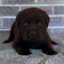 Boy 6 - Chocolate male Labrador Retriever puppy in Camden, Tennessee from Pure Heaven Labs