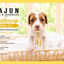 1400.00 Buttercup: Yellow Collar - Parti female Goldendoodle puppy in Raceland, Louisiana from Cajun Doodles