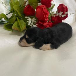 Sasha - Black and cream female Dachshund puppy in Smicksburg, Pennsylvania from TLC Dachshunds