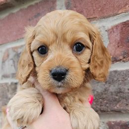 Baby Pink Girl - Apricot Cavapoo puppy in Davis County, Utah from Prince Pups