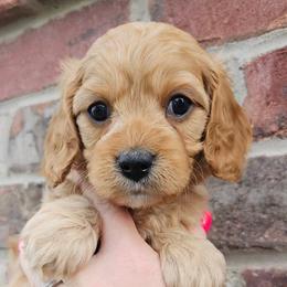 Baby Pink Girl - Apricot Cavapoo puppy in Davis County, Utah from Prince Pups