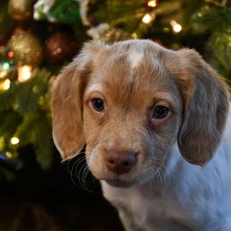 Ember - Orange roan male Brittany puppy in Hollidaysburg, Pennsylvania from Royal Flush Farms