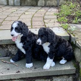 Bernedoodle Puppies from East Coast Bernedoodles