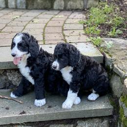 Bernedoodle Puppies from East Coast Bernedoodles