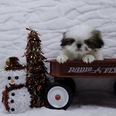 Penne - Sable and white female Japanese Chin puppy in Johnson City, Tennessee from Erin & Friends Japanese Chin