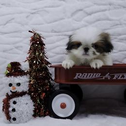Penne - Sable and white female Japanese Chin puppy in Johnson City, Tennessee from Erin & Friends Japanese Chin