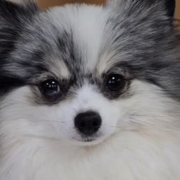 Helena - Pomeranian