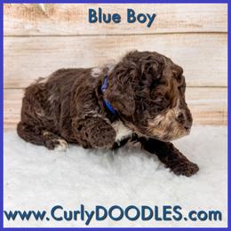 Blue boy - Merle male Goldendoodle puppy in Taneytown, Maryland from Curlydoodles