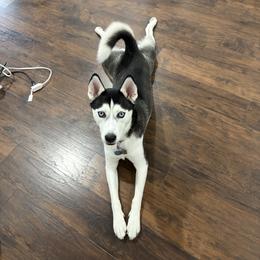 Siberian Husky All Grown Up from House of the Huskies