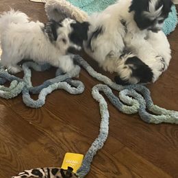 Boy 2 - Black and white male Havanese puppy in Kansas City Mo, Missouri from My Heavenly Havanese Puppies