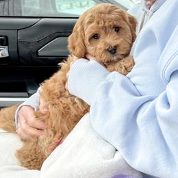 Bernedoodle and Cavapoochon Puppies from This is Doodles