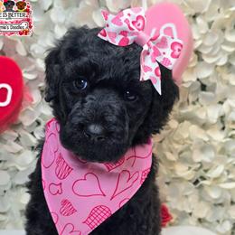 Pink - Black female Goldendoodle puppy in Rockledge, Florida from Stormie's Doodles