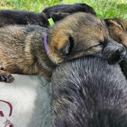 Wildfire (Purple female) - Sable female German Shepherd puppy in Winchester, Kentucky from Del Lago Canine