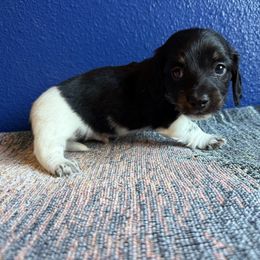 Boy 2 - Piebald male Dachshund puppy in Umatilla County, Oregon from Divine Dogs