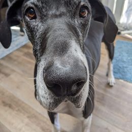 Great Dane All Grown Up from Evergreen Danes