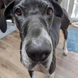 Great Dane All Grown Up from Evergreen Danes
