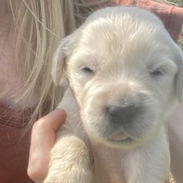 Daisy - Golden Retriever puppy from Little House on the Farmie