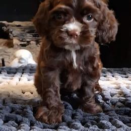 White collar female - Brown female Cocker Spaniel puppy in Howell, Michigan from Robbin's Treasures