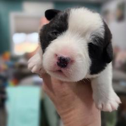 Savage Azriel of Eire - Brindle and white male Cardigan Welsh Corgi puppy in Plymouth, Iowa from Savages Low riders