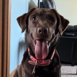 Koko - Labrador Retriever