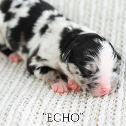 Echo - Blue merle male Miniature American Shepherd puppy in Verdi, Nevada from EverSummer Minis