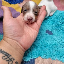 Dachshund Puppies from One Love Doxies