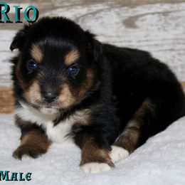 Kai - Black tri male Miniature Australian Shepherd puppy in Paris, Texas from Kuttin’ Up Mini Aussies