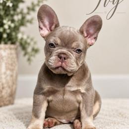 Ivy - Blue fawn female French Bulldog puppy in Renton, Washington from Laurel Canyon Kennels