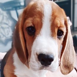 Beagle and German Shepherd Puppies from Synastry Beagles