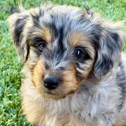 Shaq - Blue merle male Aussiedoodle puppy in Campbell, California from Mini AussieDoodle Puppies