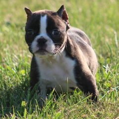 Female 2 - female Shorty Bull puppy in Xenia, Ohio from Bingham's Bulldogs LLC