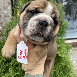 Rex - Fallow male Bulldog puppy in Marysville, Washington from English Bulldogs WA