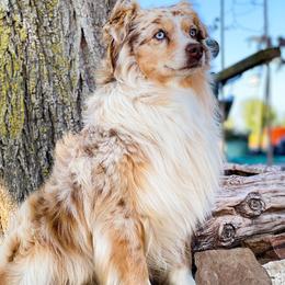 Australian Shepherds, Miniature American Shepherds, Miniature Australian Shepherds, and Toy Australian Shepherds from Wigglebutts Unlimited