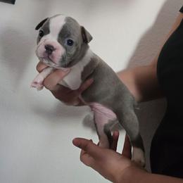 Blue - Lilac male Boston Terrier puppy in Red Rock, Arizona from Aronow Pups