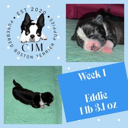 Eddie - Black and white male Boston Terrier puppy in Jupiter, Florida from CJM Boston and Boxer Puppies