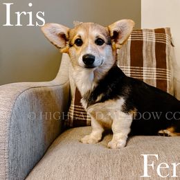 Iris - Black and tan female Pembroke Welsh Corgi puppy in Lebanon, Oregon from Highland Meadow Corgis