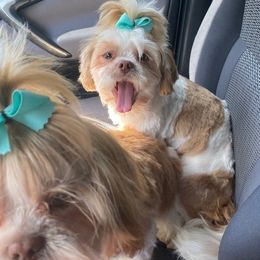 Shih Tzu All Grown Up from Anthony's Babies Shih Tzu's